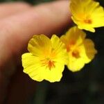 Eschscholzia californica Çiçek