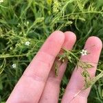 Thesium linophyllon Flower