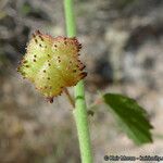 Ayenia compacta Fruit