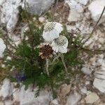 Achillea barrelieri फूल