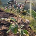 Solanum tettense Kukka