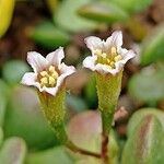 Adromischus diabolicus