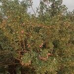 Caragana halodendron অভ্যাস