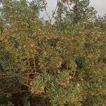 Caragana halodendron موطن