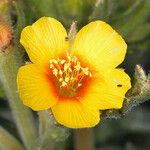 Mentzelia veatchiana Flower