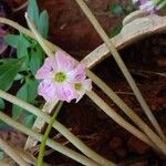 Oxalis triangularis Blüte