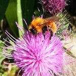 Cirsium vulgare 花