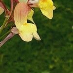 Linaria maroccana Flower