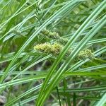 Carex vulpinoidea Leaf