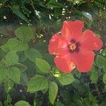 Hibiscus rosa-sinensisKvět