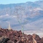 Eriogonum inflatum Агульны выгляд