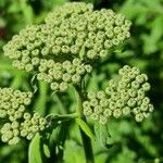 Tanacetum macrophyllum Квітка