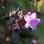 Rhododendron chamaethomsonii Blüte