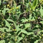 Boscia mossambicensis Hoja