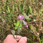 Silene bellidifolia 花