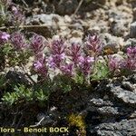 Thymus dolomiticus Habitatea