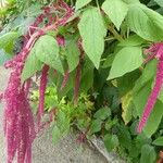 Amaranthus caudatus Blüte