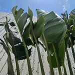 Ravenala madagascariensis Folha