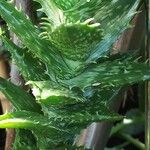 Aloe juvenna Casca