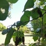 Betula maximowicziana Fruit