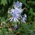 Lactuca plumieri Blüte