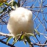 Ceiba pentandra Fruit