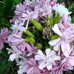 Saponaria caespitosa Flower