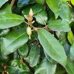 Elaeagnus × submacrophylla 葉