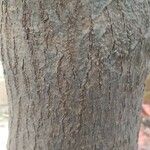 Garcinia indica 树皮