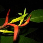 Heliconia latispatha Kvet