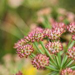 Oenanthe lachenalii Fruchs