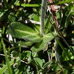 Arabis ciliata Liść