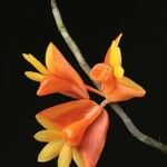 Guarianthe aurantiaca Blomma