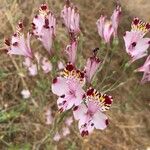 Alstroemeria pulchra Květ