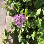 Malva setigera Blüte