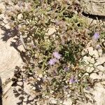 Limonium cordatum Λουλούδι