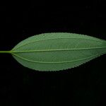 Pouzolzia rugulosa Leaf