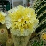 Parodia lenninghausii Λουλούδι