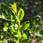 Coriaria myrtifolia Лист