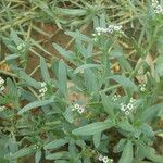 Heliotropium curassavicum Blomst