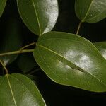 Anomospermum reticulatum Leaf