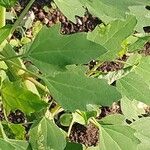 Chenopodium quinoa Лист