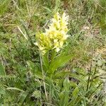 Dactylorhiza sambucinaŽiedas