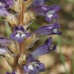 Orobanche lavandulacea Blodyn