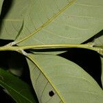 Oreomunnea pterocarpa Bark