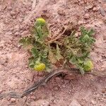 Grangea maderaspatana Flower