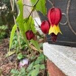 Callianthe megapotamica Flower