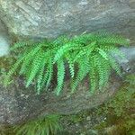 Asplenium trichomanes-ramosum Habit