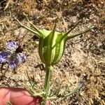 Nigella hispanica Fruit