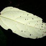 Theobroma velutinum Leaf